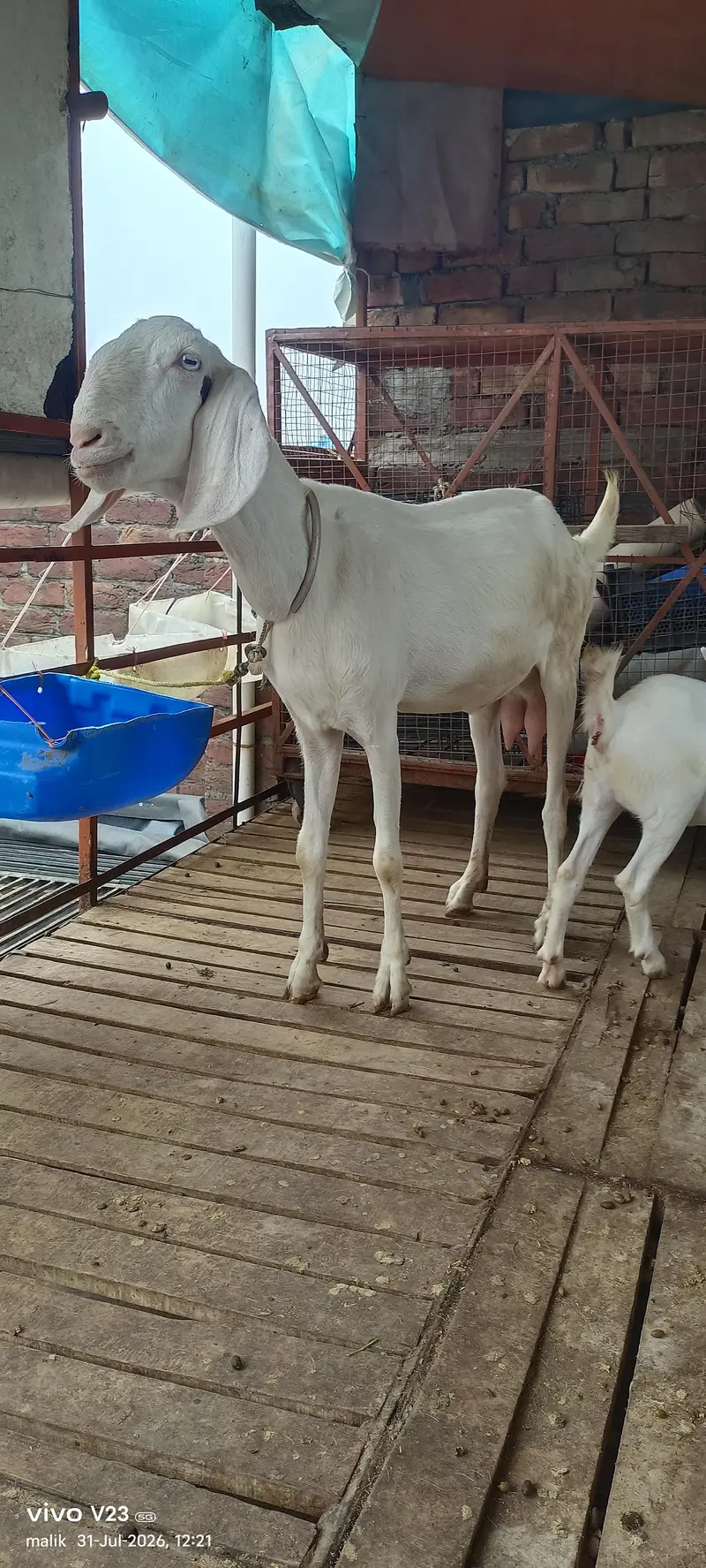 Rajan puri Gulabi bakri doodh wali — photo 3