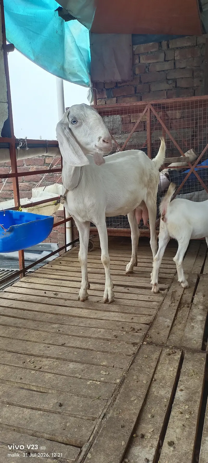 Rajan puri Gulabi bakri doodh wali — photo 4