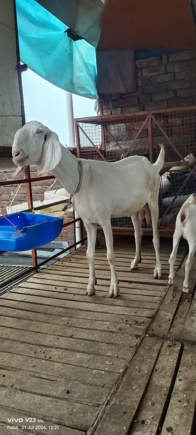 Rajan puri Gulabi bakri doodh wali — photo 5