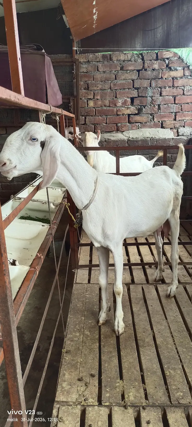 Rajan puri Gulabi bakri doodh wali — photo 6