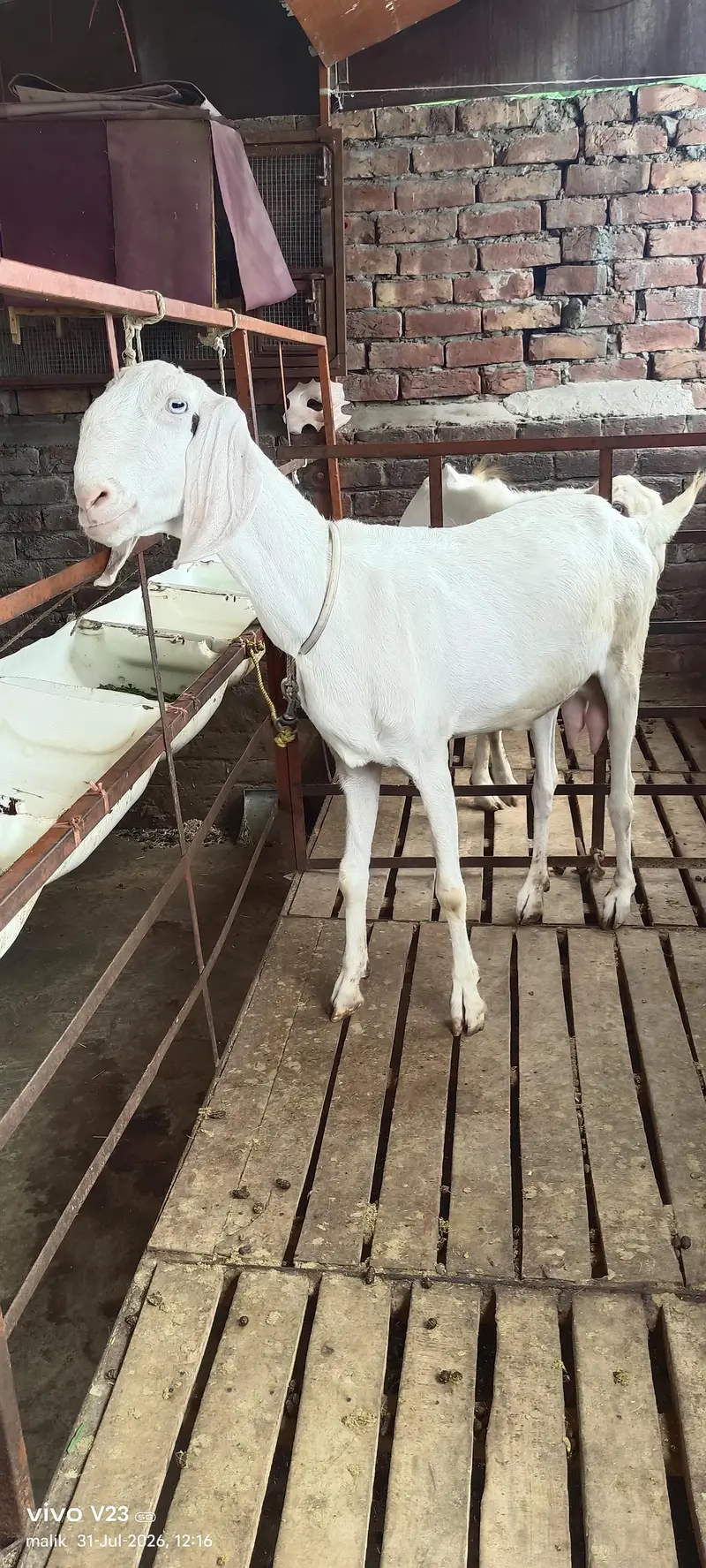 Rajan puri Gulabi bakri doodh wali — photo 7