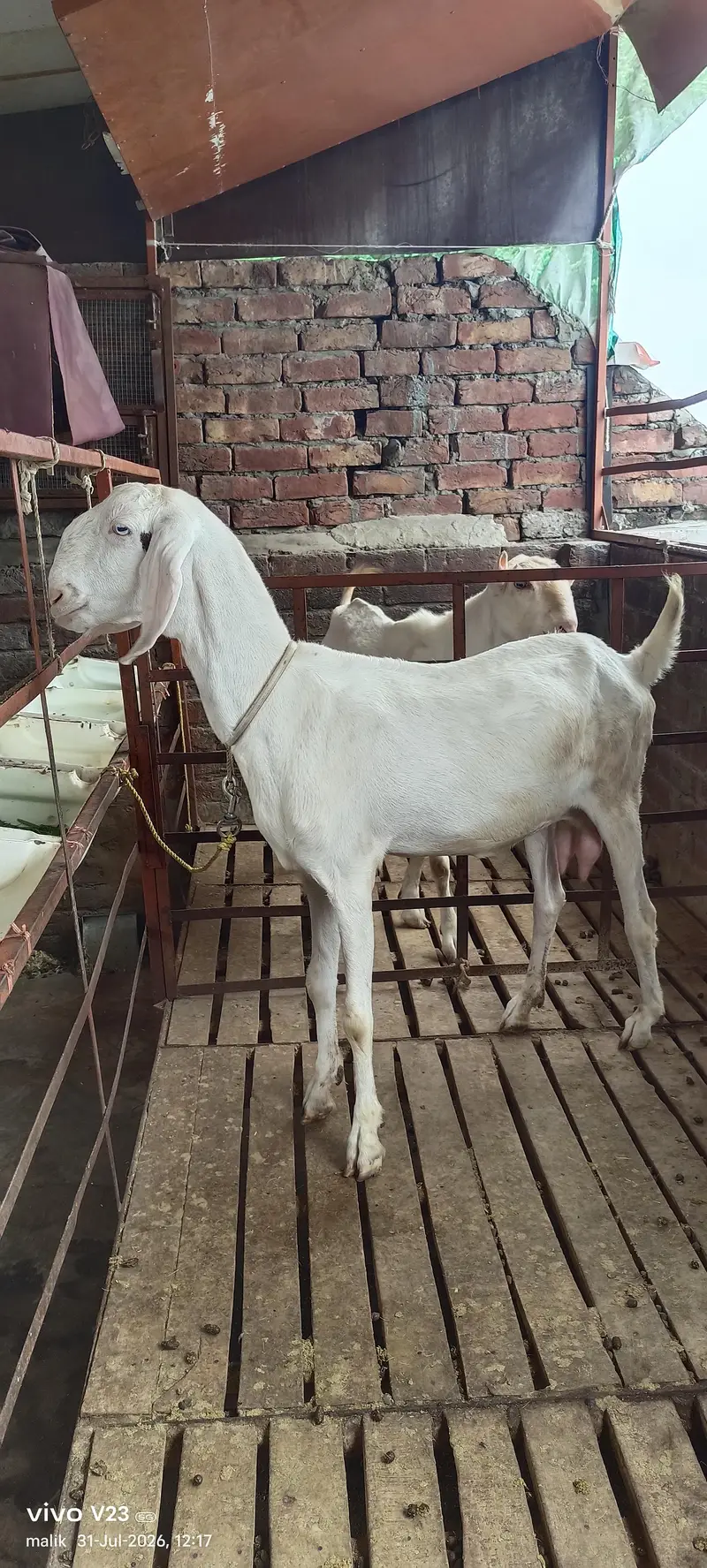Rajan puri Gulabi bakri doodh wali — photo 8