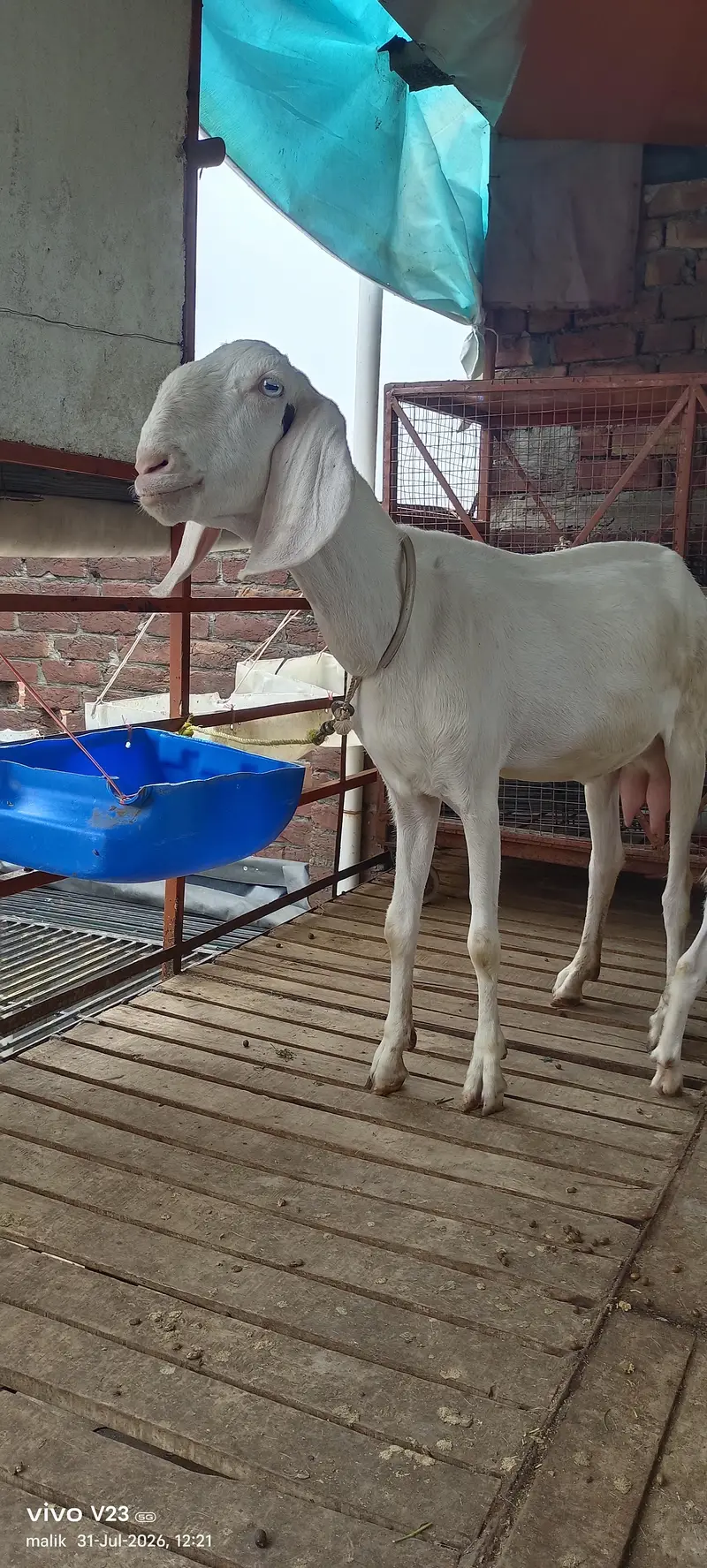 Rajan puri Gulabi bakri doodh wali — photo 9