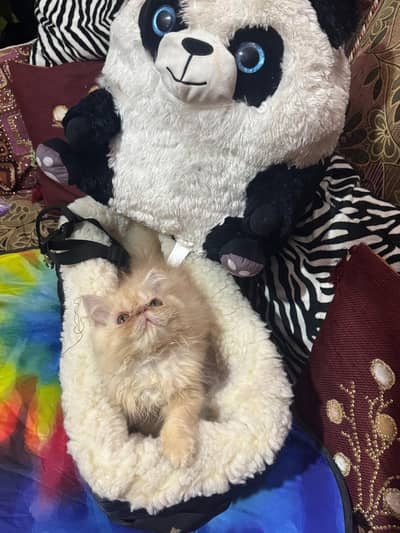 peki female  kitren cfa bloodline 2.5 months