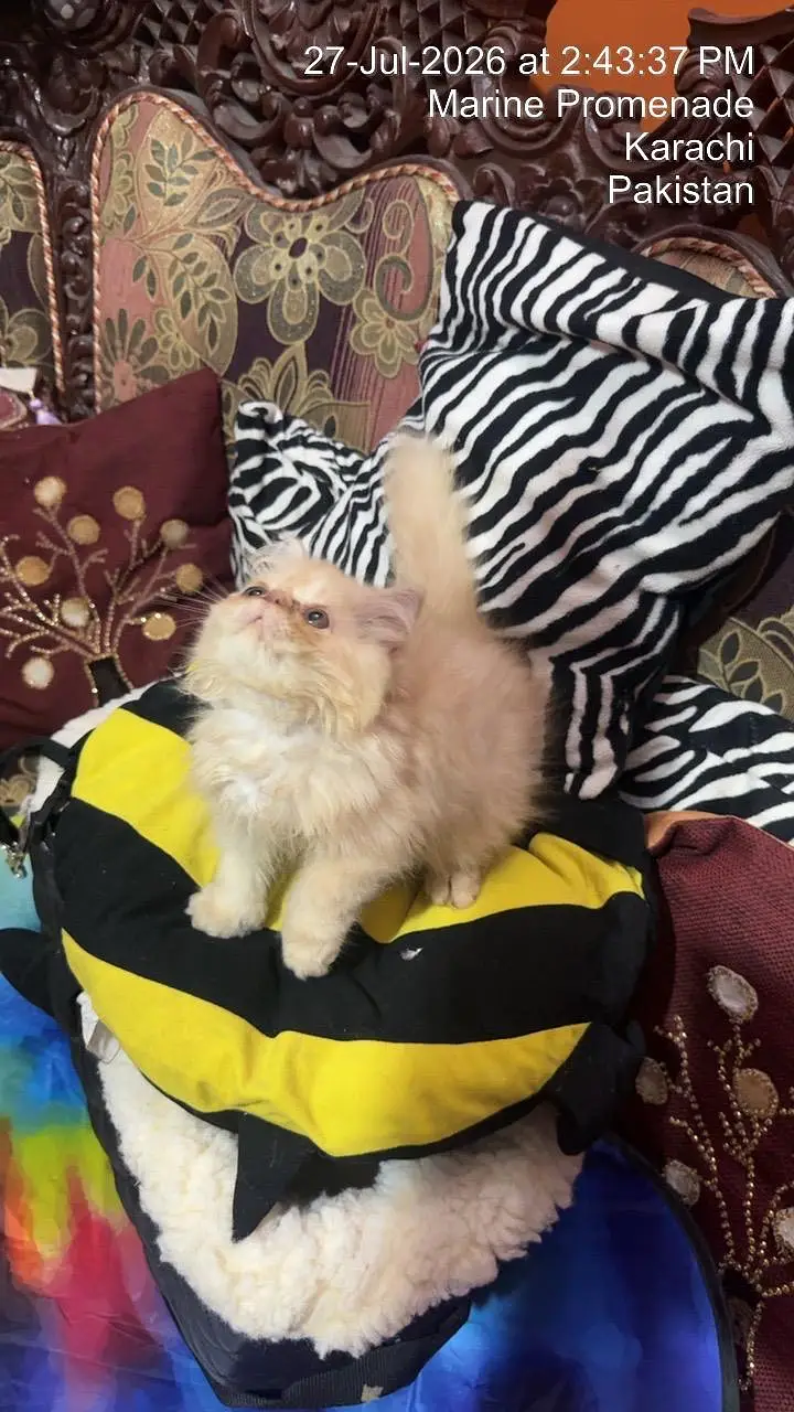 peki female  kitren cfa bloodline 2.5 months — photo 3