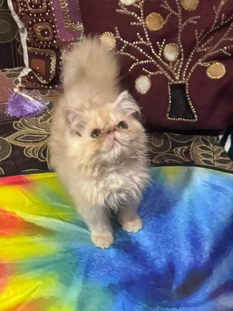 peki female  kitren cfa bloodline 2.5 months — photo 4
