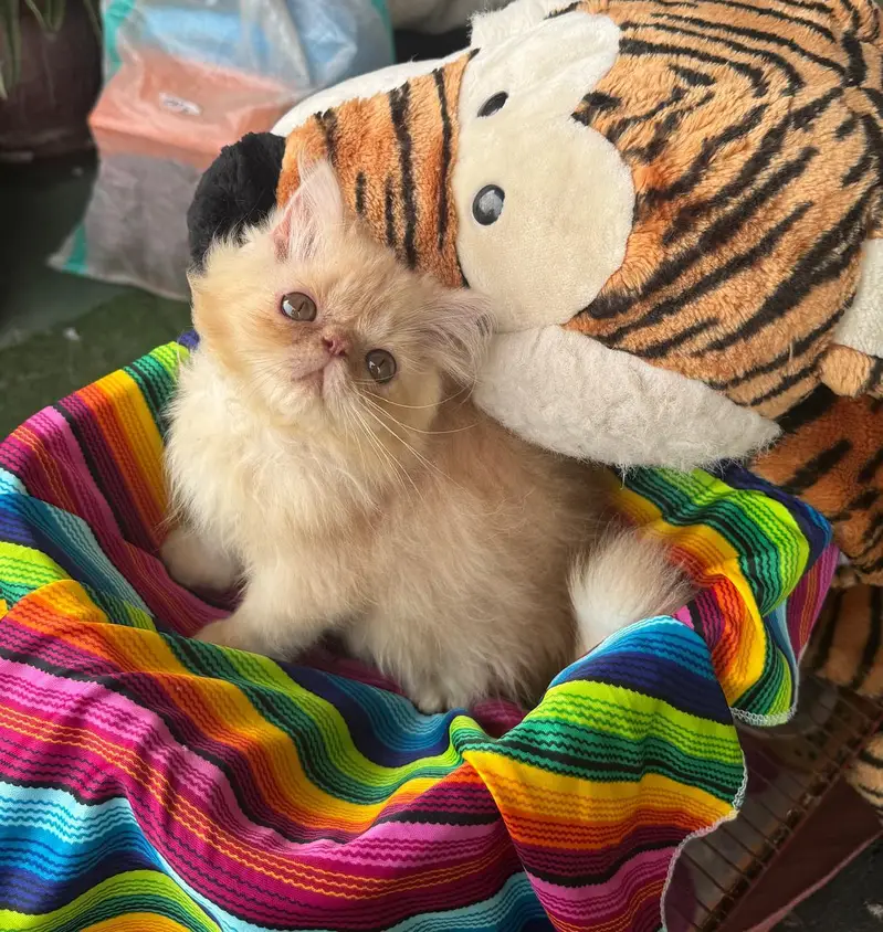 peki female  kitren cfa bloodline 2.5 months — photo 6