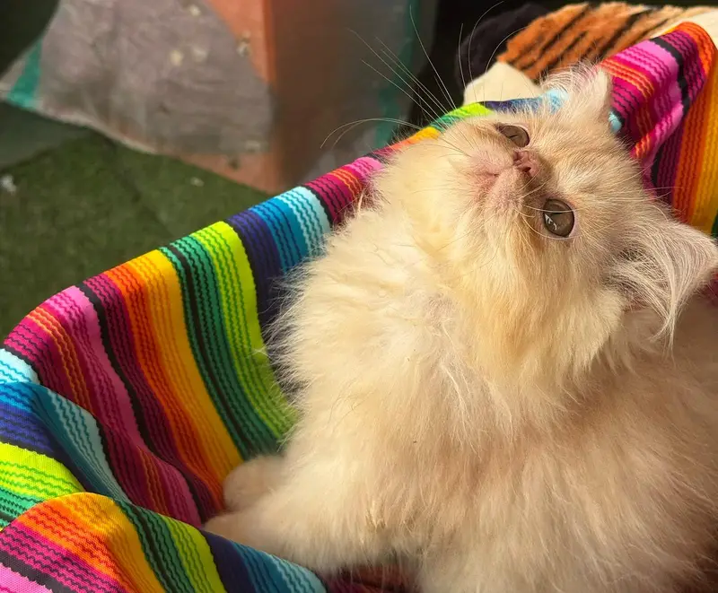peki female  kitren cfa bloodline 2.5 months — photo 9
