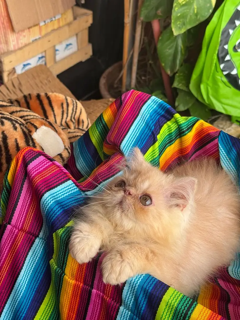 peki female  kitren cfa bloodline 2.5 months — photo 10