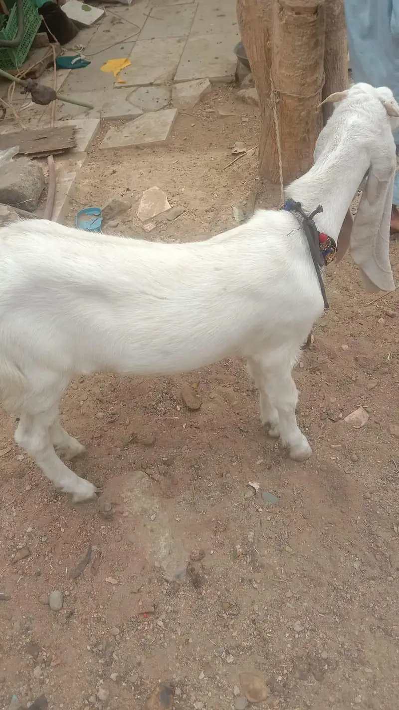 Golabi Bakri agg 6 mounth mota hat powo ma hai bakri — photo 2