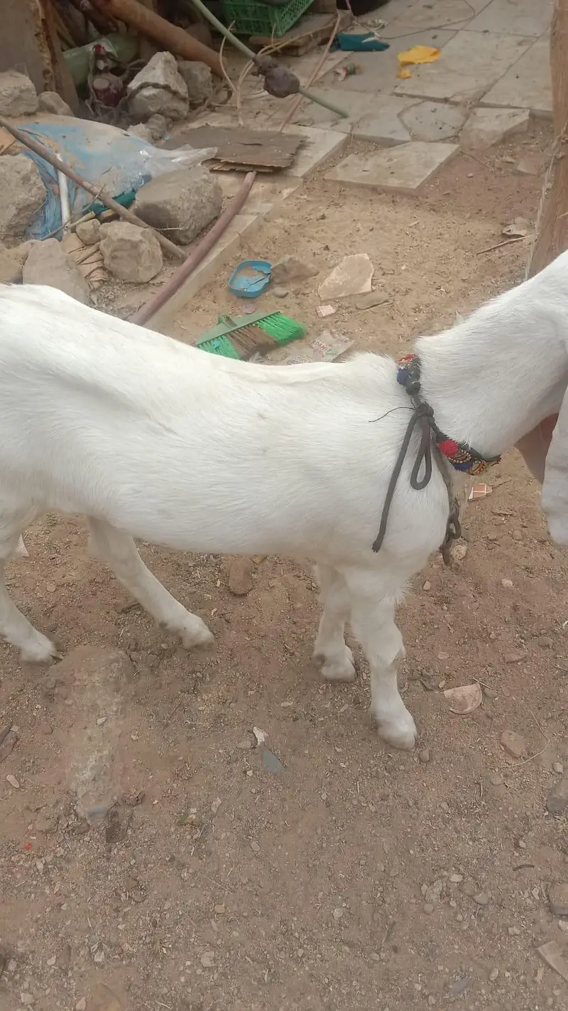 Golabi Bakri agg 6 mounth mota hat powo ma hai bakri — photo 3