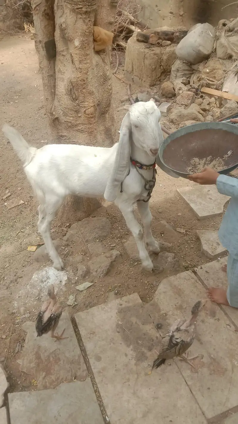 Golabi Bakri agg 6 mounth mota hat powo ma hai bakri — photo 5
