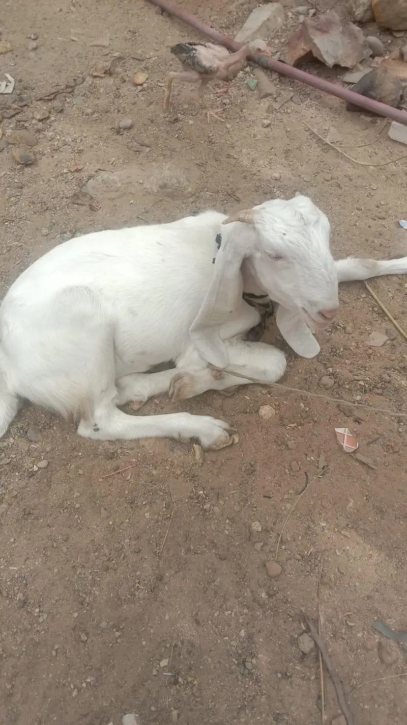 Golabi Bakri agg 6 mounth mota hat powo ma hai bakri — photo 7
