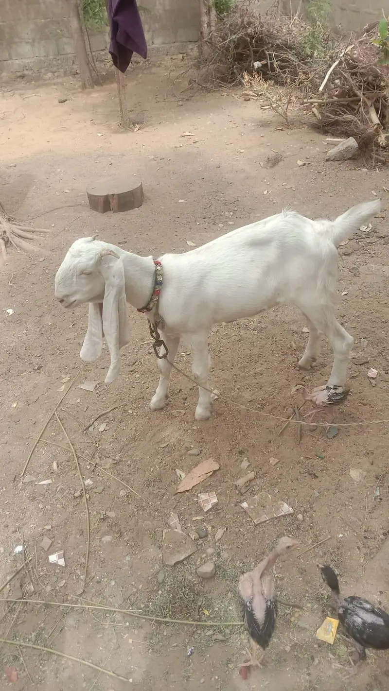 Golabi Bakri agg 6 mounth mota hat powo ma hai bakri — photo 11