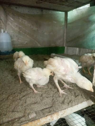 Heera aseel chicks for sale