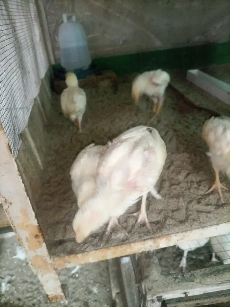 Heera aseel chicks for sale — photo 2