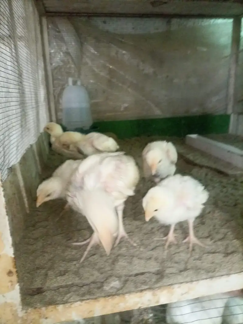 Heera aseel chicks for sale — photo 3