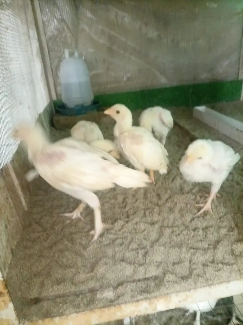 Heera aseel chicks for sale — photo 4
