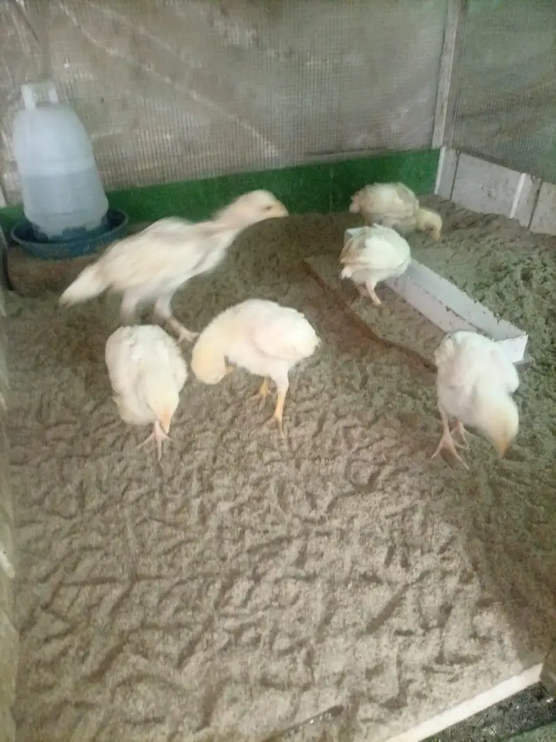Heera aseel chicks for sale — photo 5
