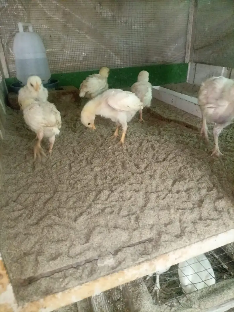 Heera aseel chicks for sale — photo 6
