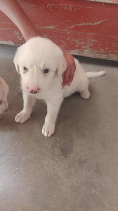 gadhi aur golden retriever ka cross hy