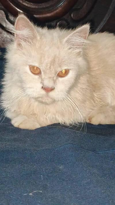 Healthy Big Cat for Sale - 1 Year Old (Very Friendly) 