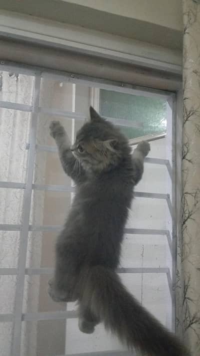 persian kittens long coat pair