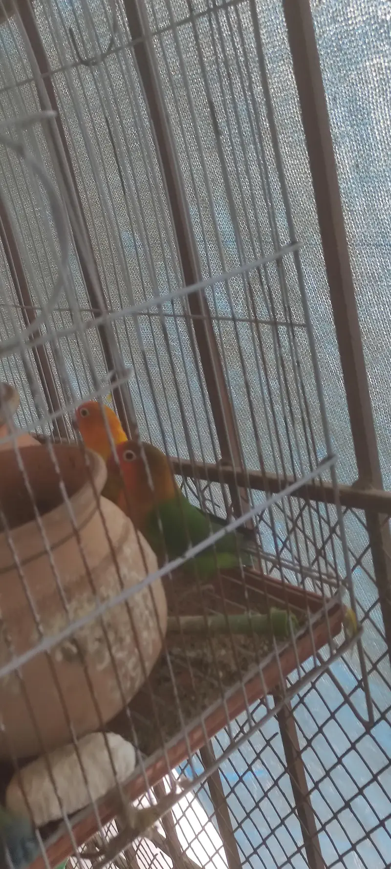 Green Fishers Pair with Cage — photo 2
