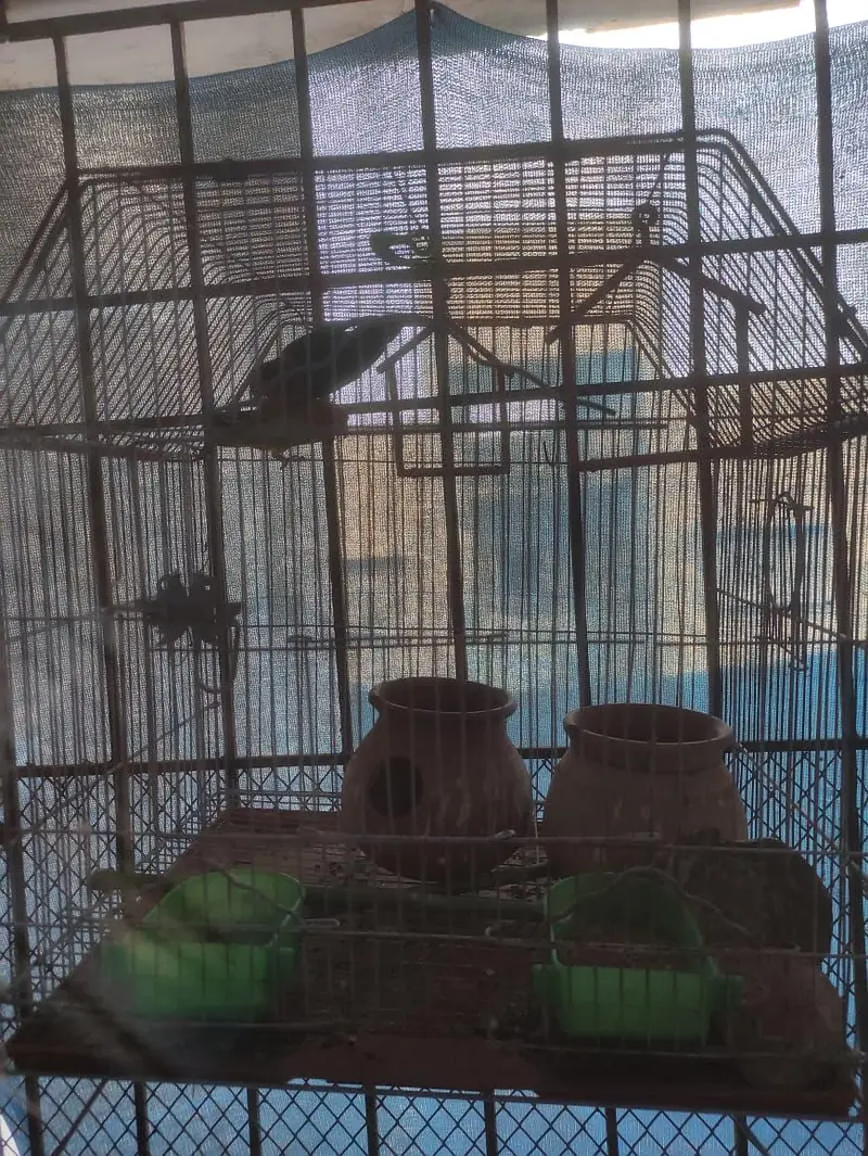 Green Fishers Pair with Cage — photo 3