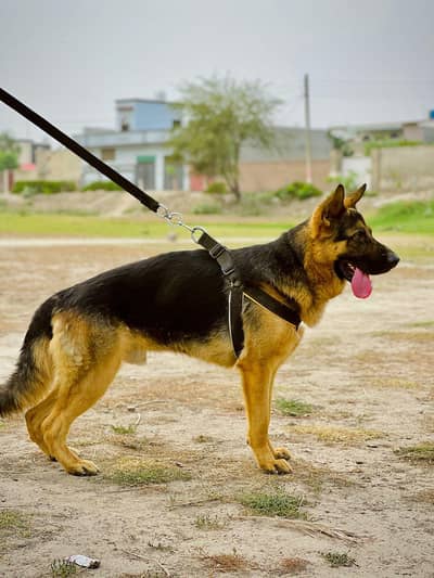 german shepherd