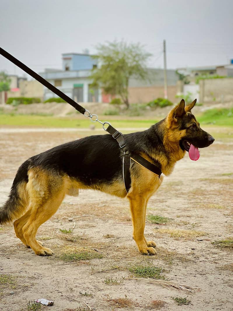 german shepherd 0