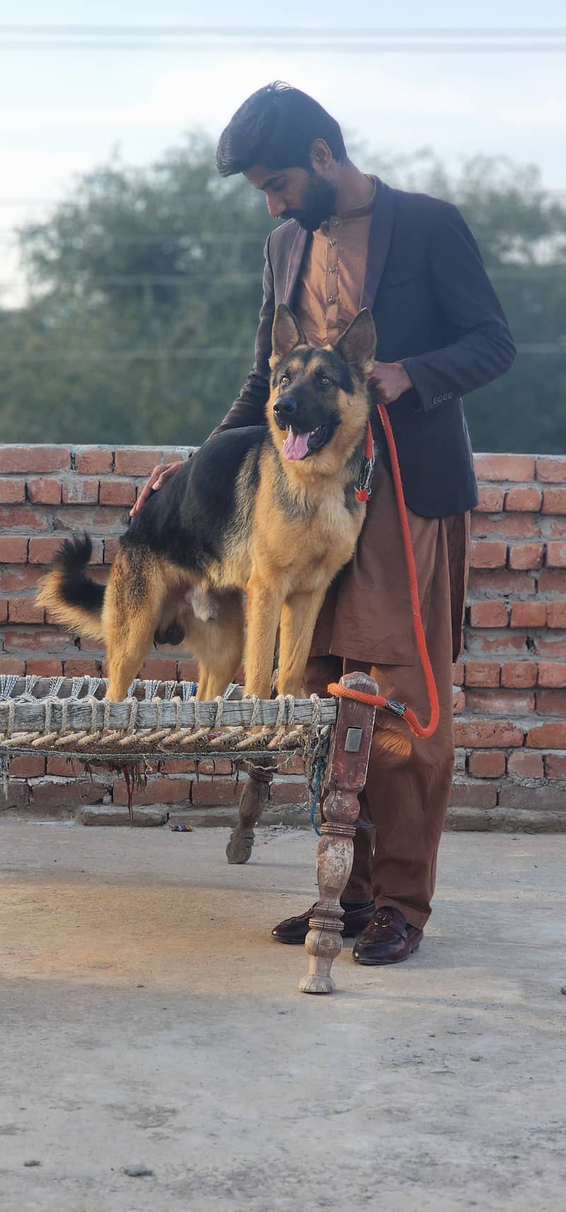 german shepherd 1