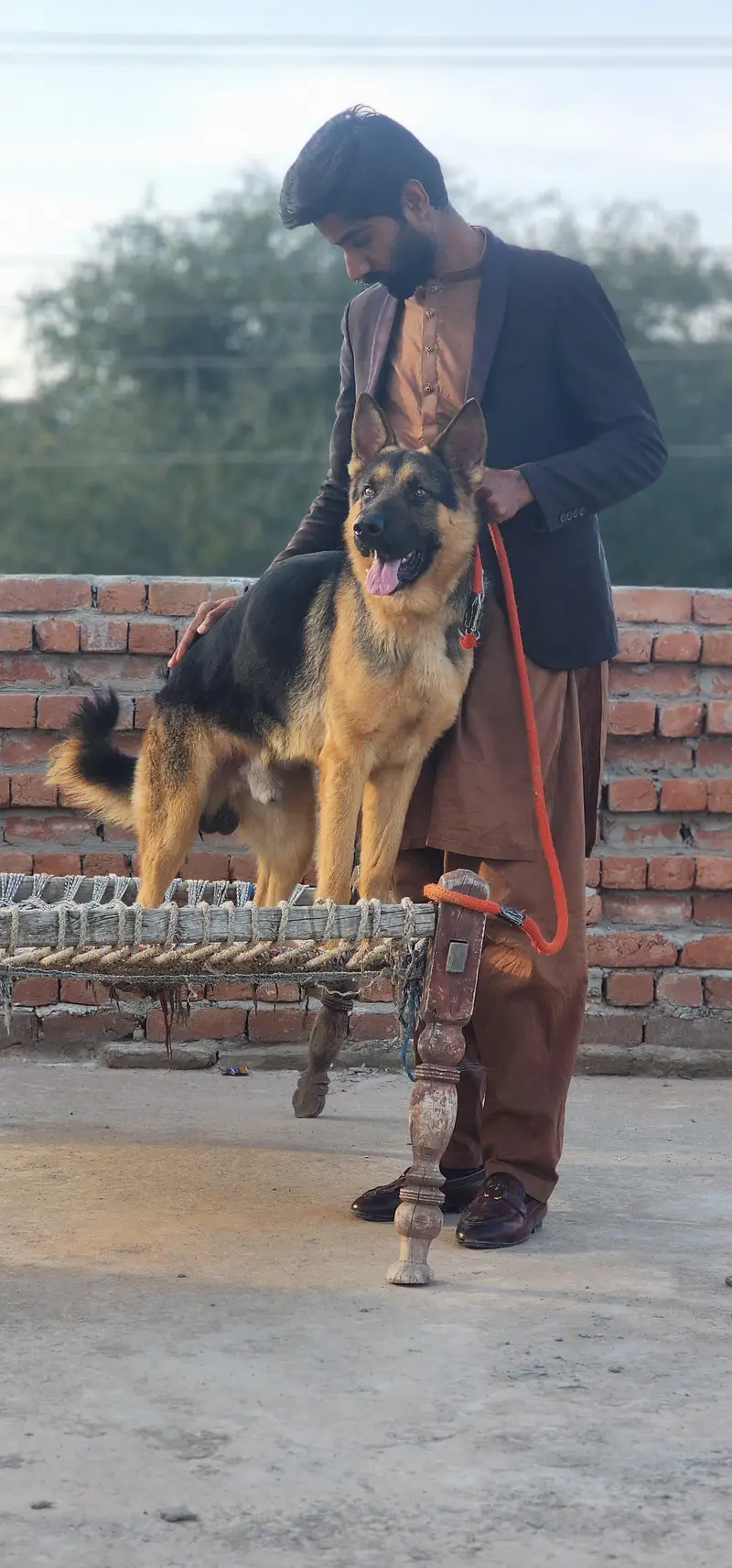 german shepherd — photo 2