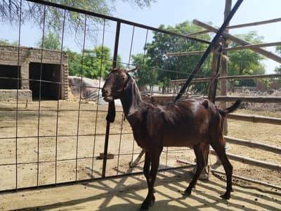 Healthy goat with female kid (bachi) for sale