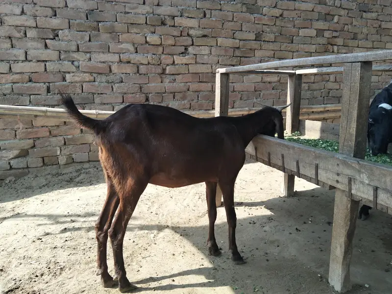 Healthy goat with female kid (bachi) for sale — photo 2