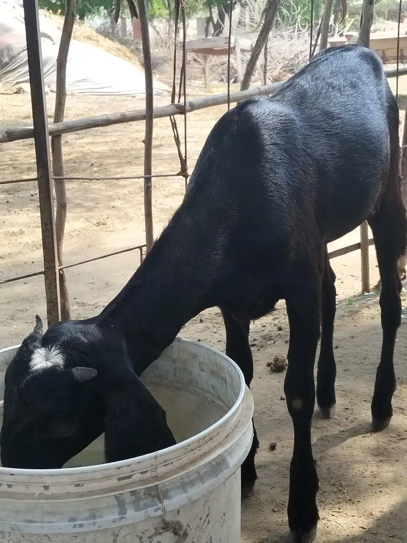 Healthy goat with female kid (bachi) for sale — photo 3