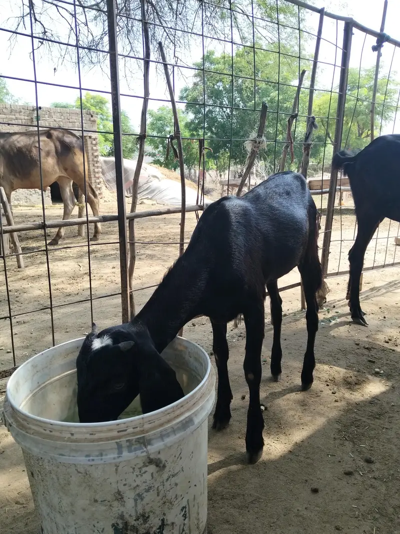 Healthy goat with female kid (bachi) for sale — photo 4