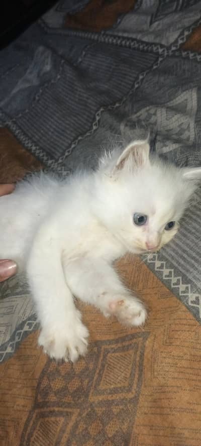 white mail black female