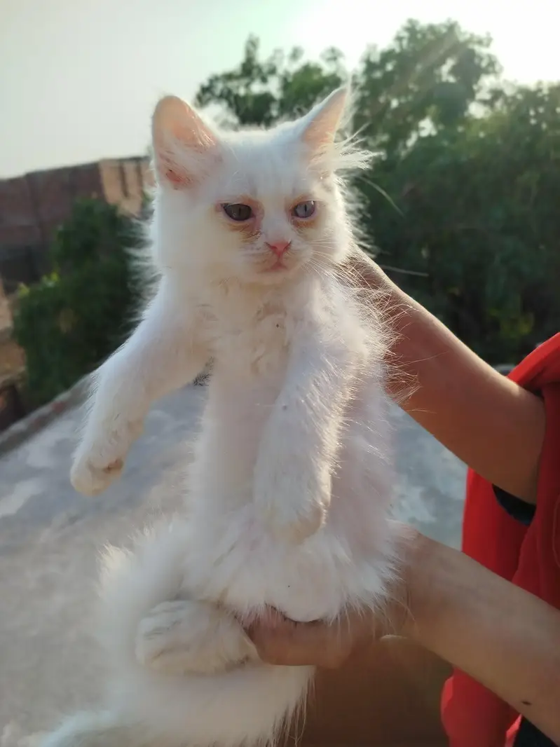 white Persian kittens — photo 2