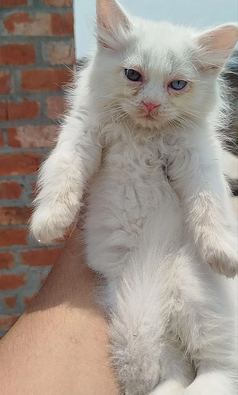 white Persian kittens — photo 3