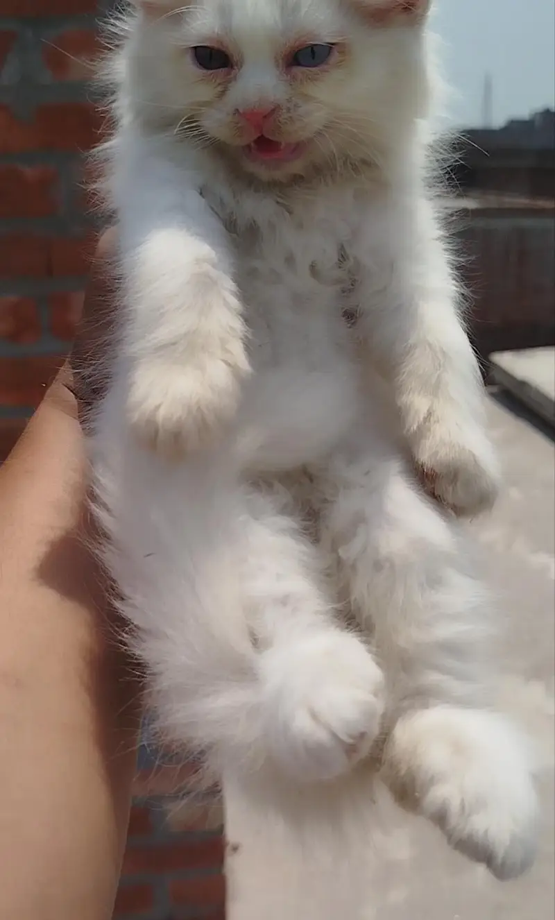 white Persian kittens — photo 4