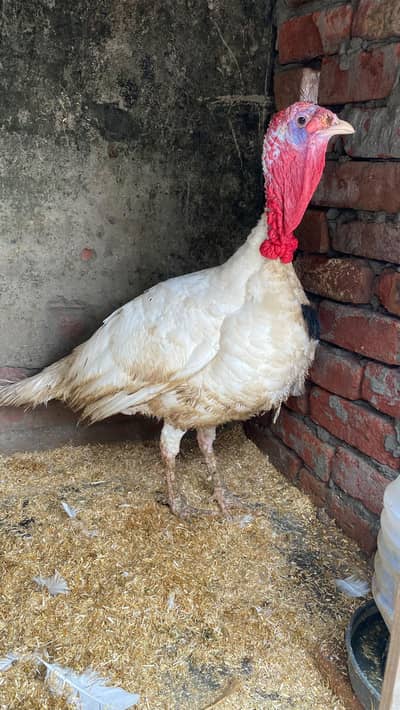 Breeder turkey  male