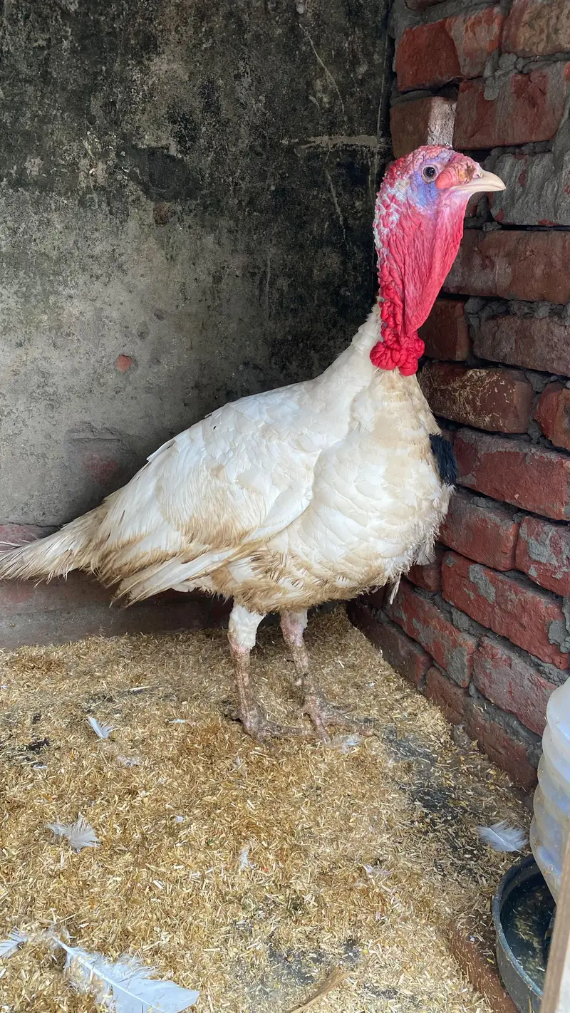 Breeder turkey  male