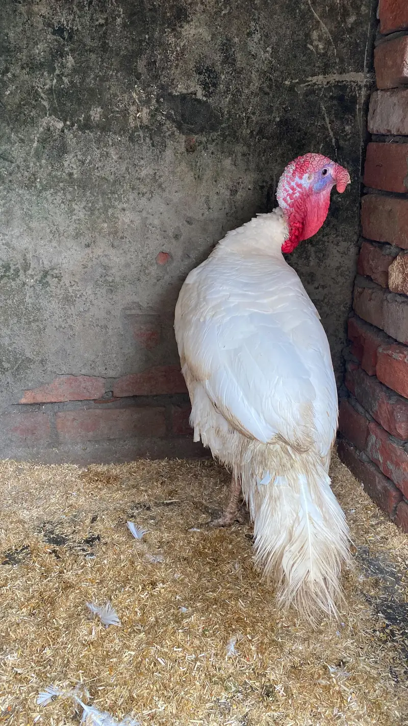 Breeder turkey  male — photo 2