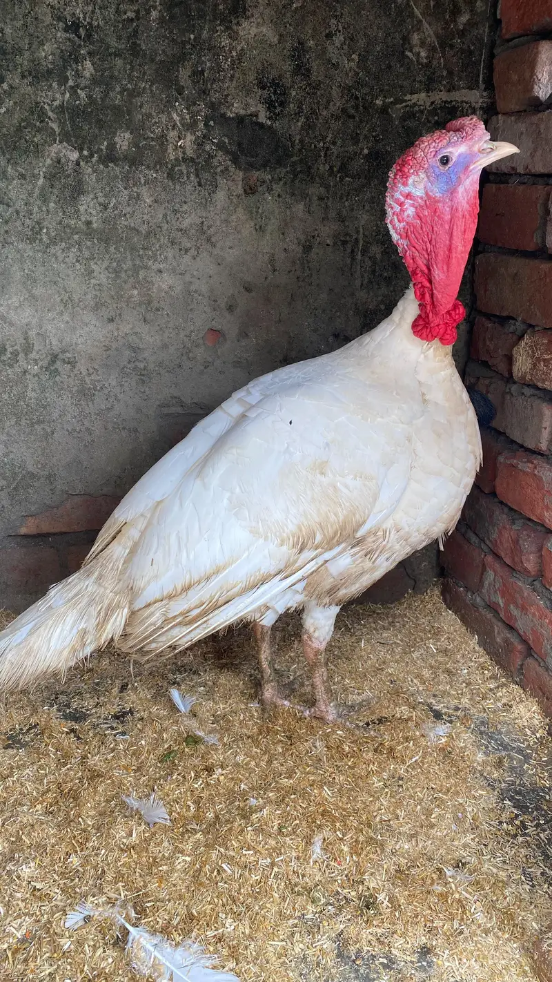 Breeder turkey  male — photo 3