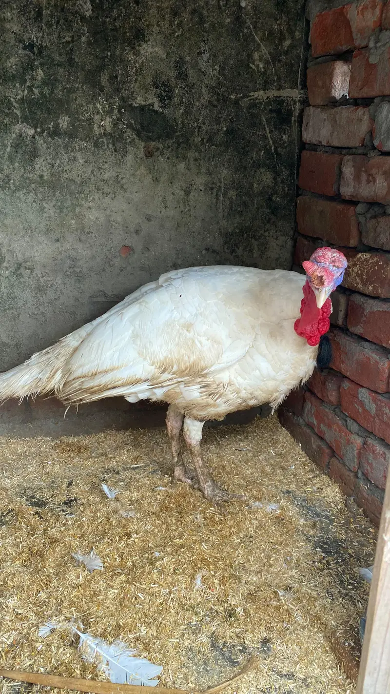 Breeder turkey  male — photo 4