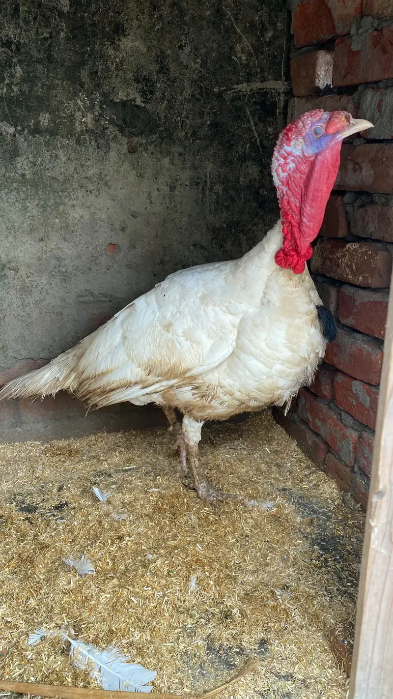 Breeder turkey  male — photo 5