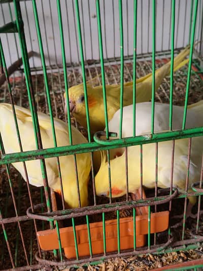 Cockatiel breeder pairs and cages for sale