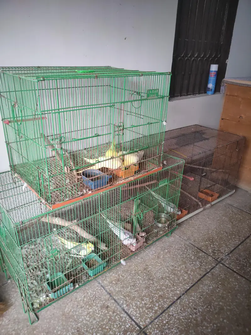 Cockatiel breeder pairs and cages for sale — photo 2