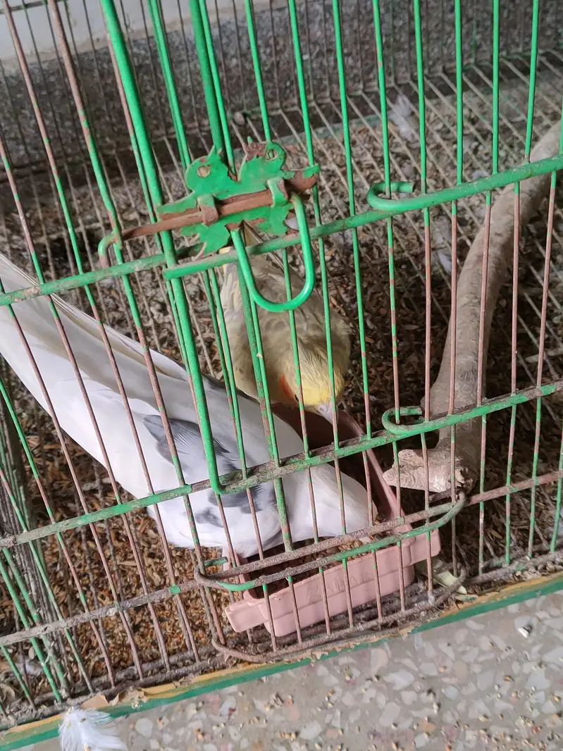Cockatiel breeder pairs and cages for sale — photo 3